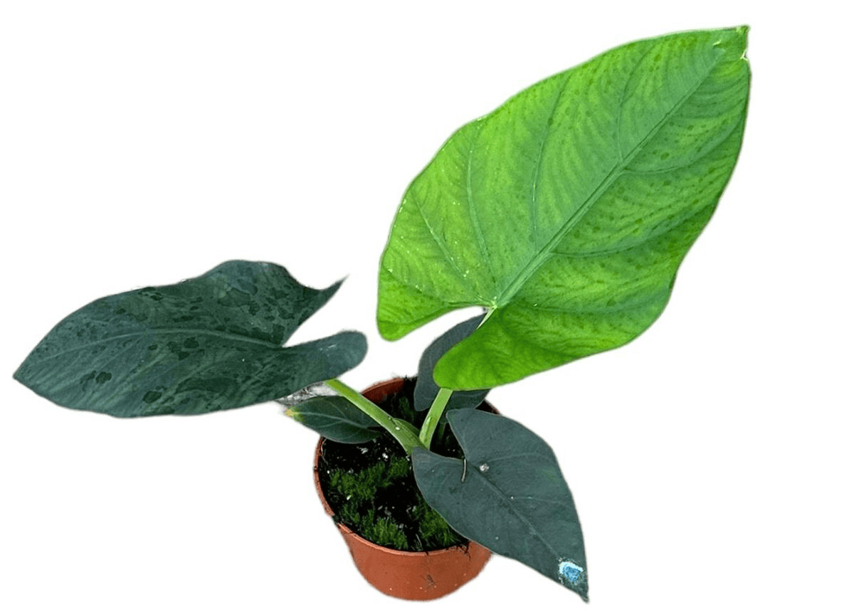 Alocasia scabriuscula