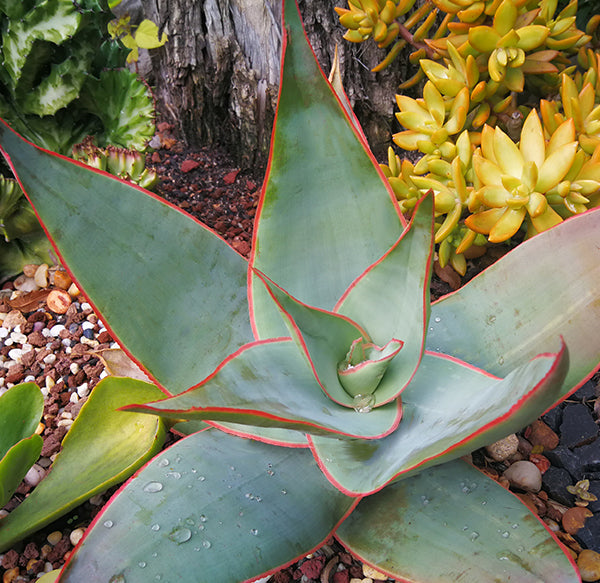 Aloe striata (Korall aloé)