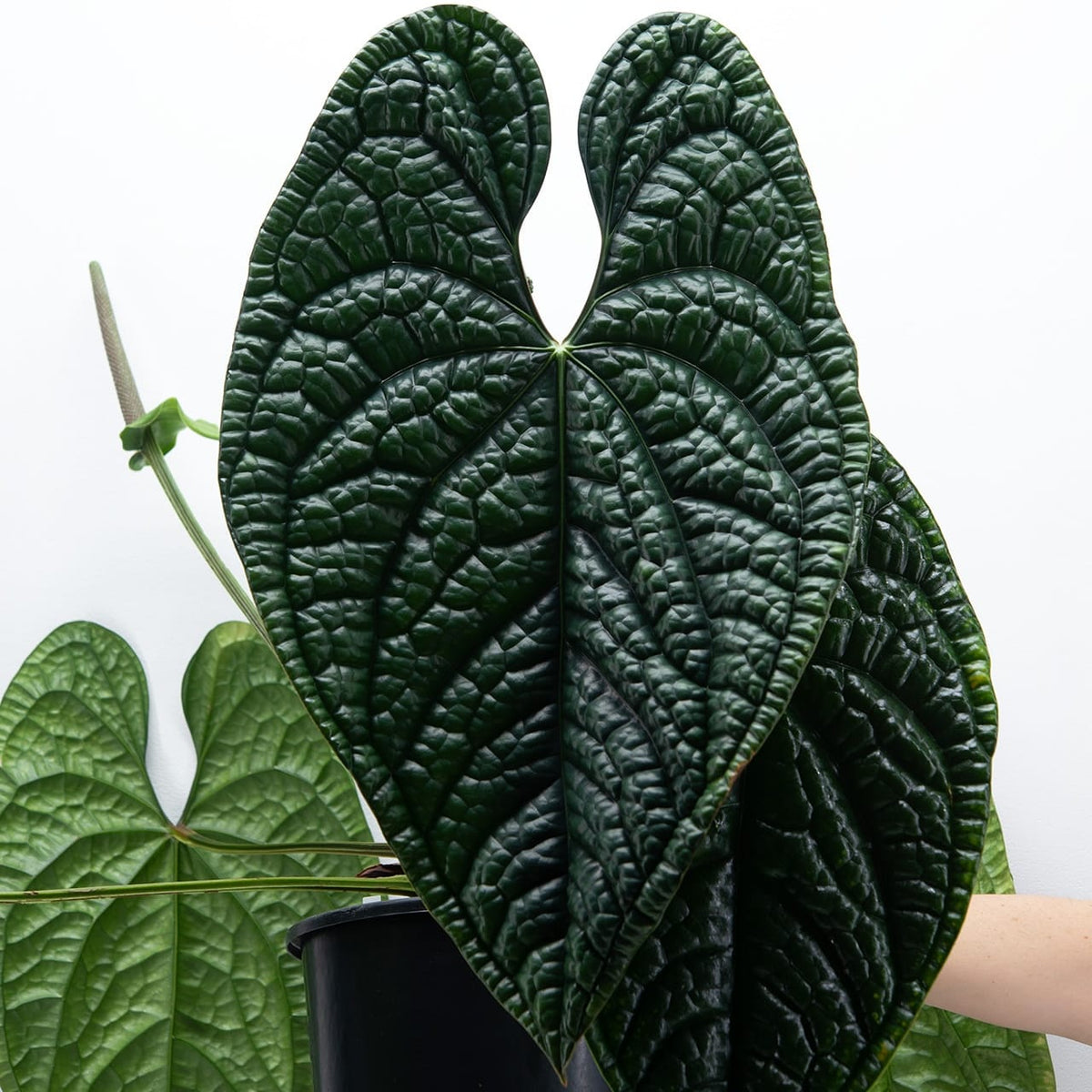 Anthurium luxurians (Quilted Hearts Anthurium)