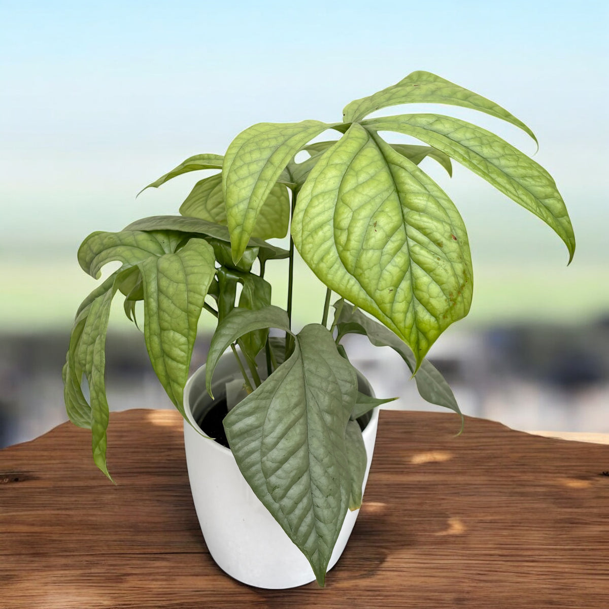 Amydrium medium 'Silver Spiderman' (Spiderman Monstera Silver)