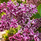 Syringa vulgaris ‘Sensation’ - bicolor lilac, intensely fragrant