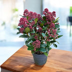 Skimmia Japonica Rubella (Liliacul japonez) XL - 2-3 plante/ghiveci