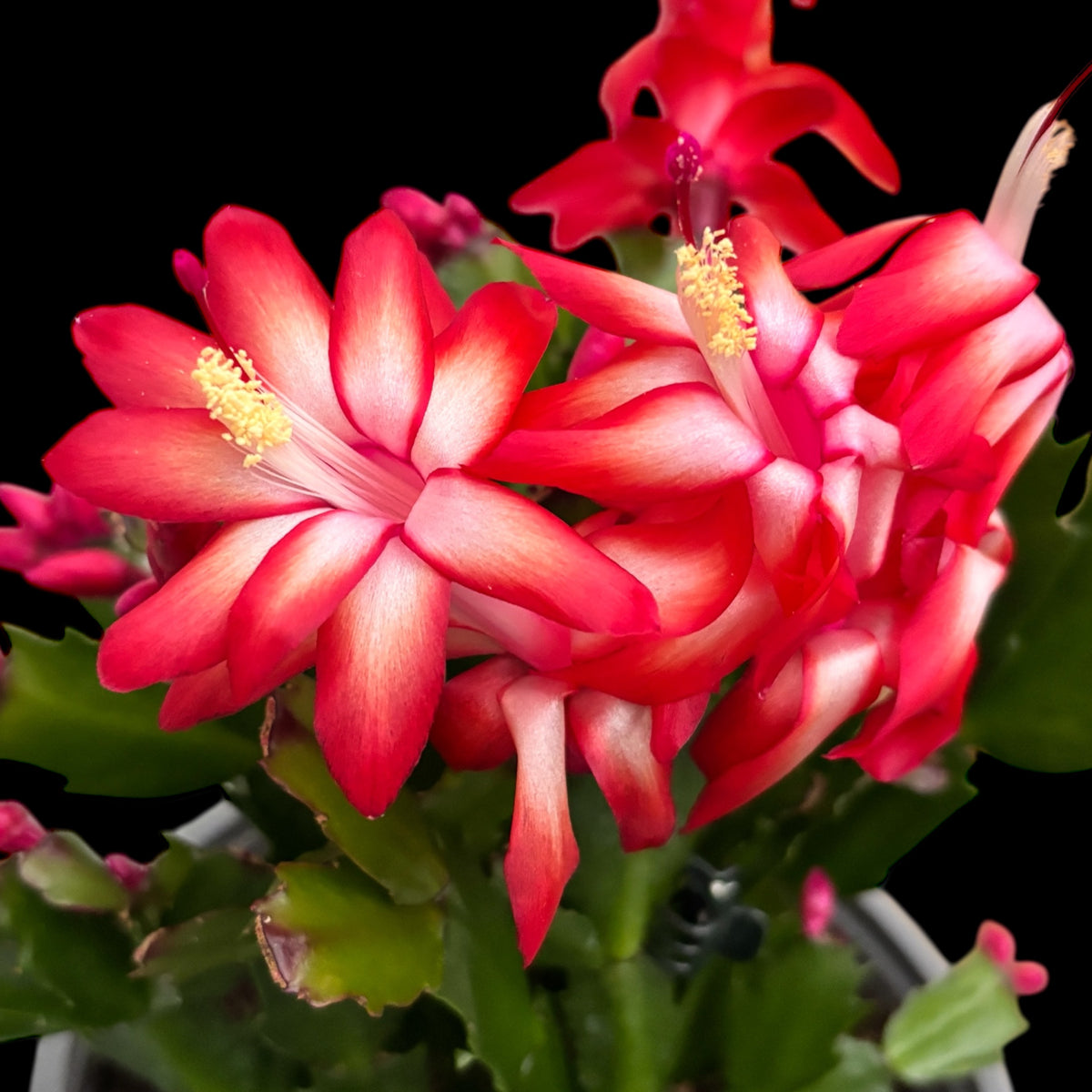 Schlumbergera ‘Sonic Red’ (Christmas Cactus) - XL specimens