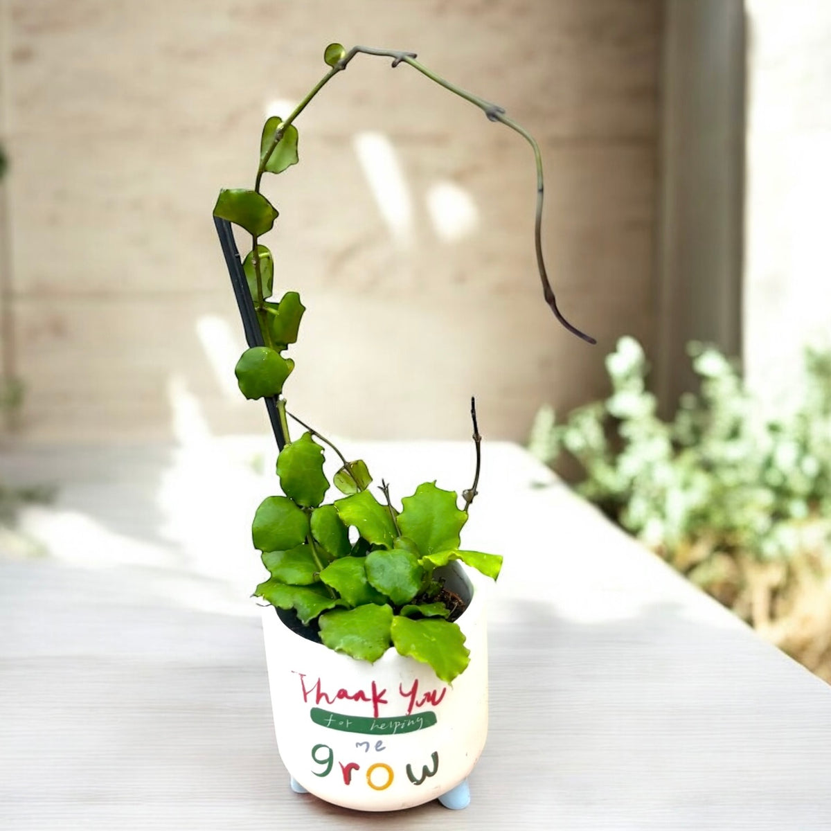 Hoya endauensis