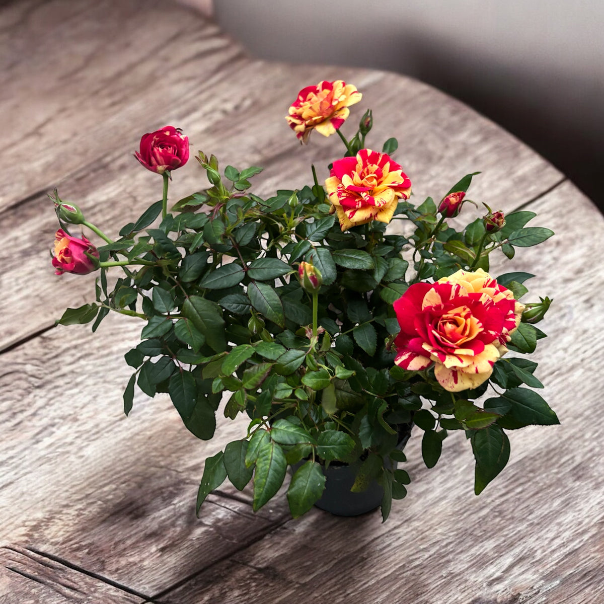 Trandafiri pitici Rosa 'Liss' parfumati