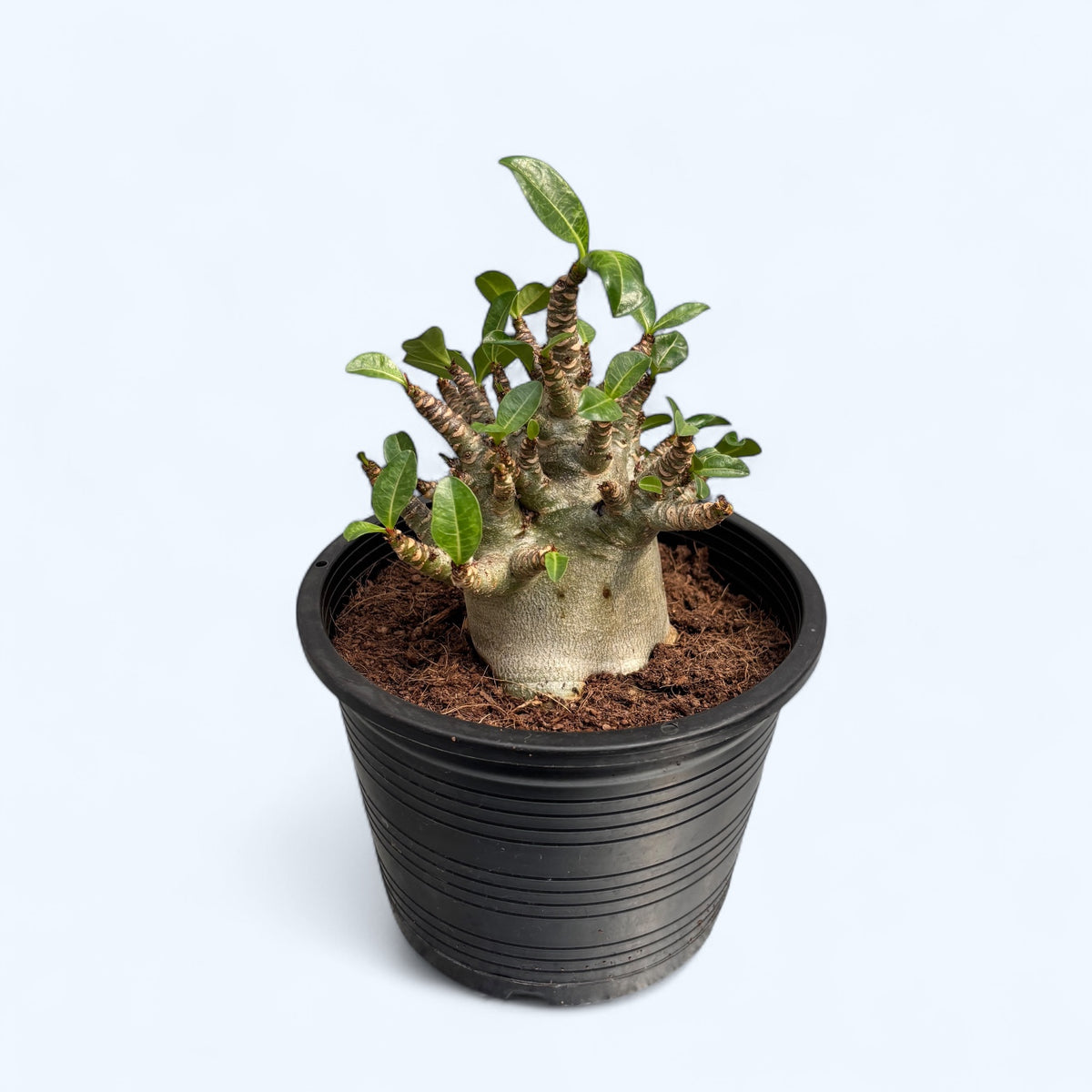 Adenium arabicum 'Baobab' D15