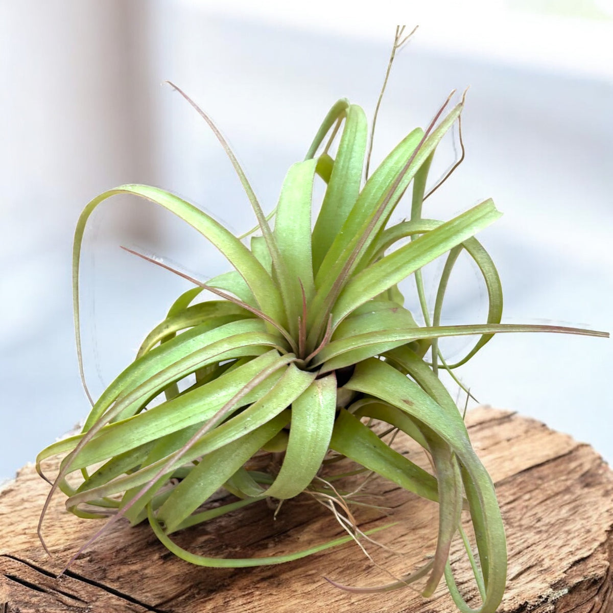 Tillandsia ‘Eric Knobloch’