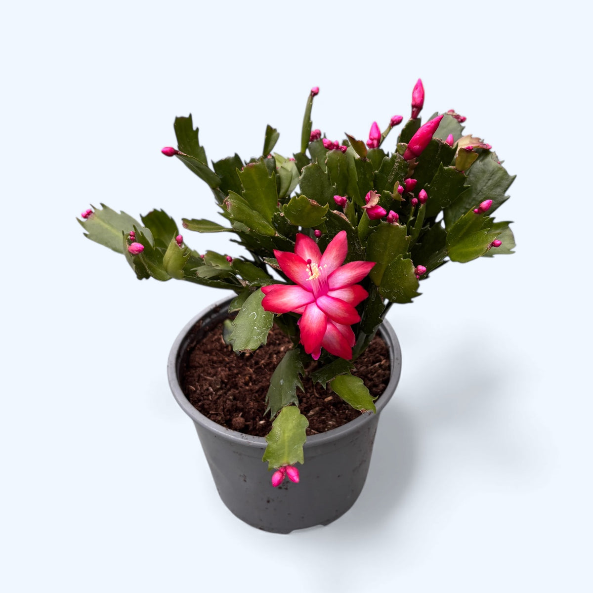 Schlumbergera ‘Sonic Red’ (Christmas Cactus) - XL specimens
