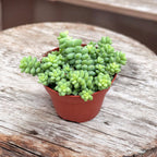 Sedum burrito (Coada magarului)