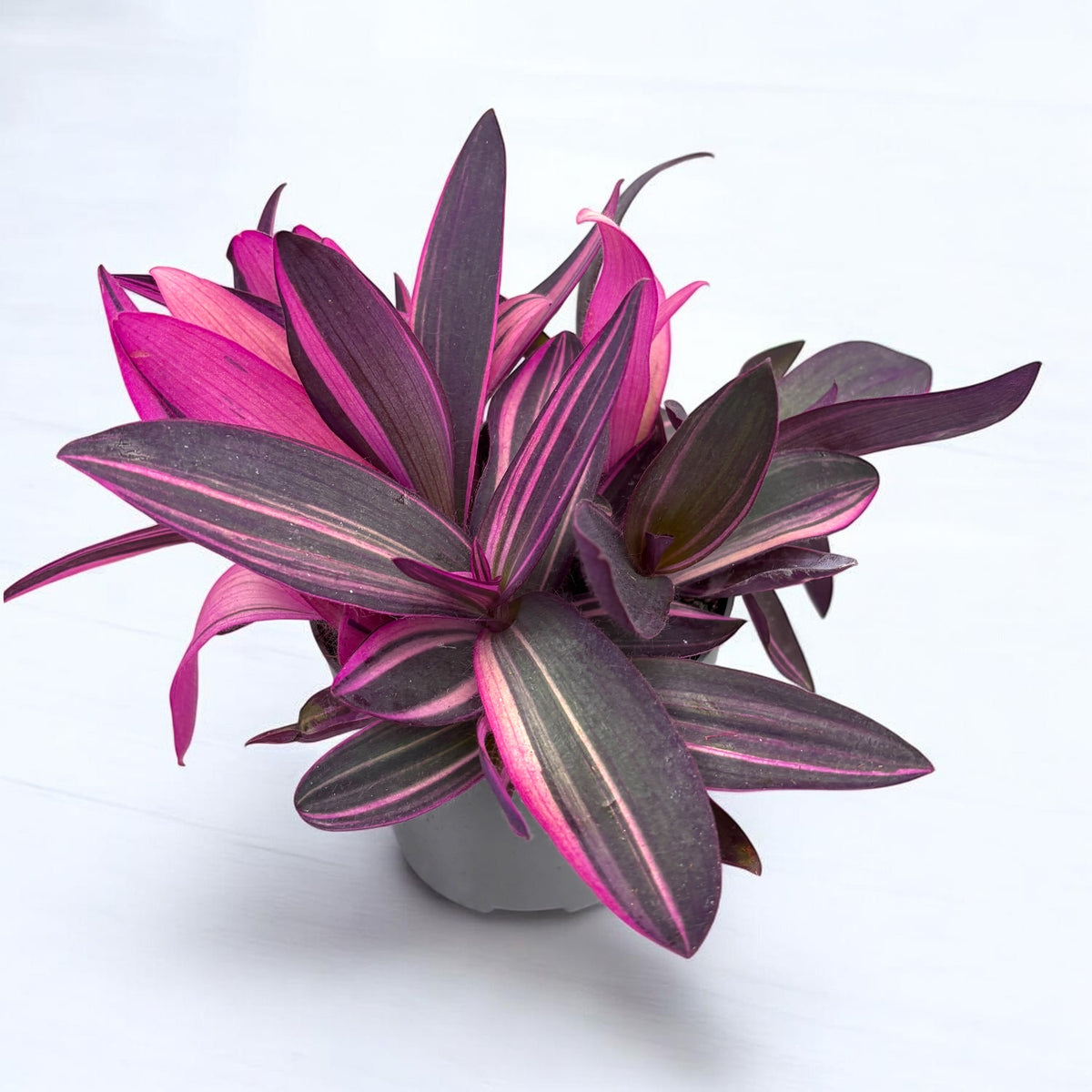 Tradescantia Pallida 'Pink Stripe' (Setcreasea pallida 'Pink Stripe)
