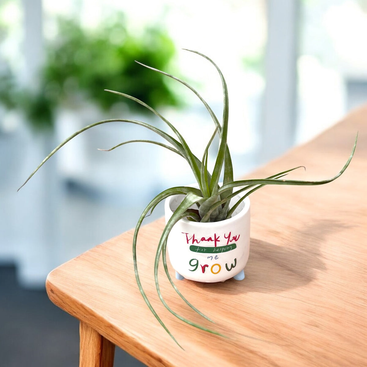 Tillandsia flexuosa (Suriname) – exotic air plant with twisted leaves and sculptural look
