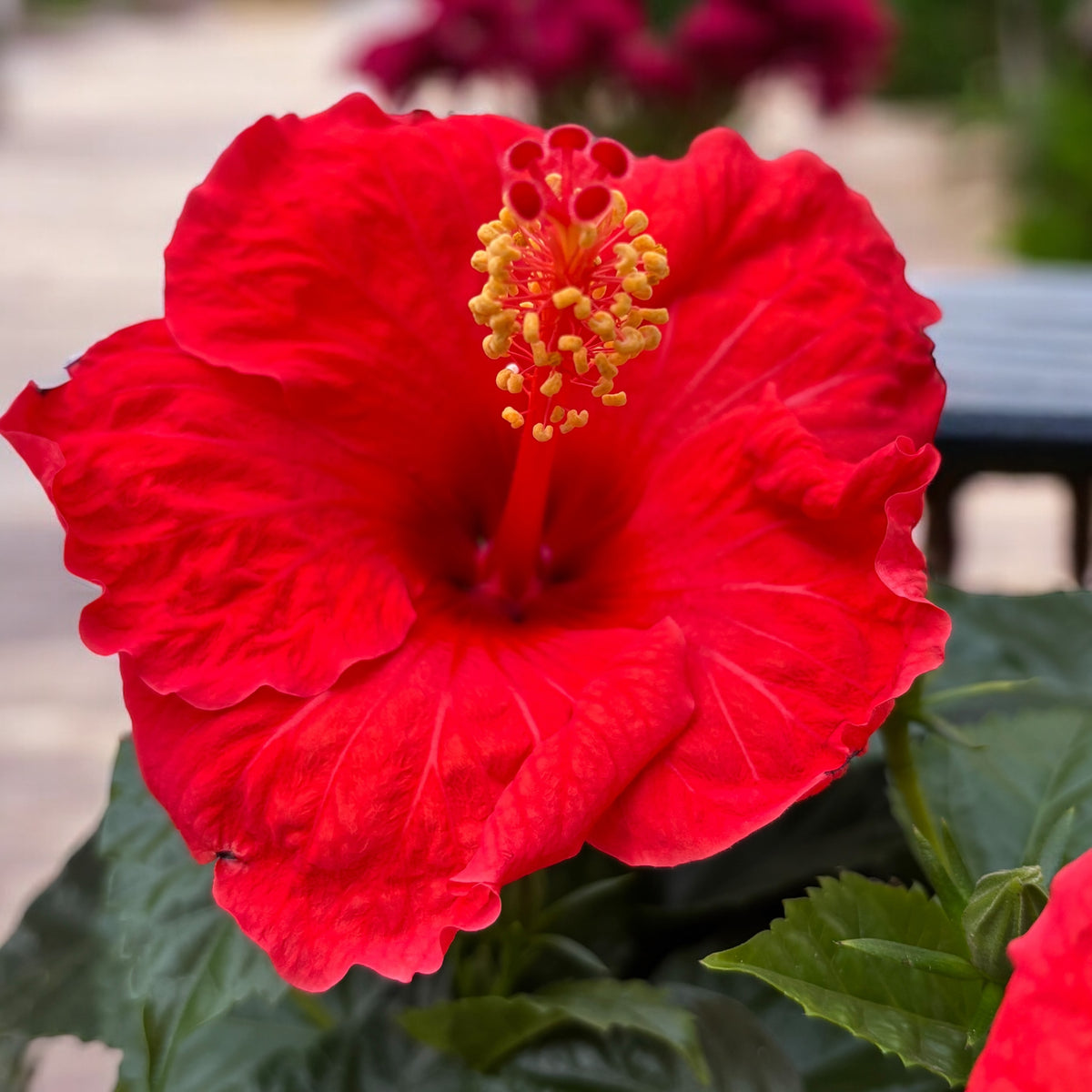 Hibiscus rosa-sinensis ‘Sunny Bordeaux’ - trandafiri japonezi
