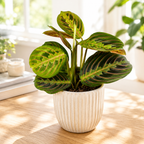 Maranta leuconeura var. erythroneura (Tricolor) - Planta care se roaga (Prayer plant)