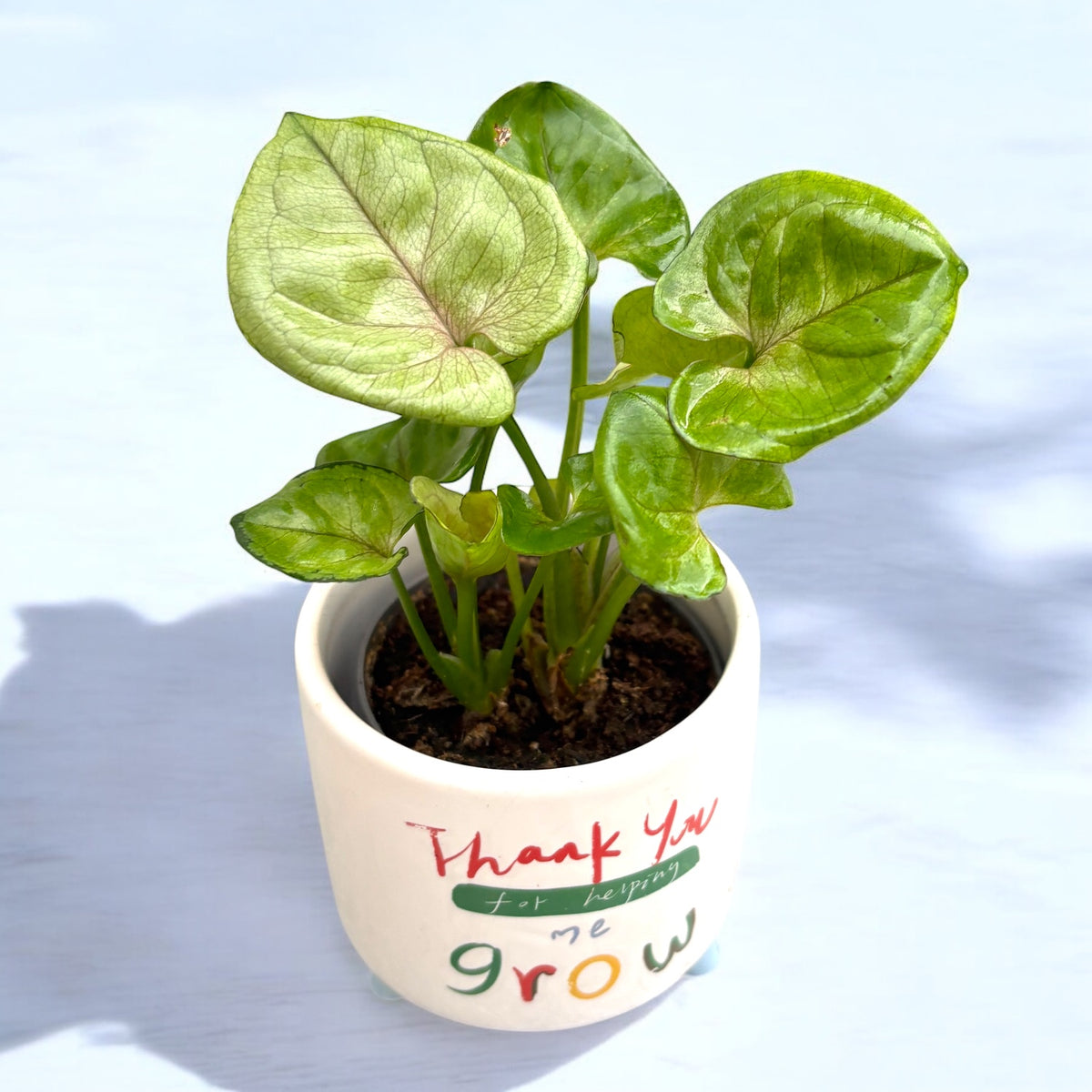 Syngonium podophyllum ‘Roxana’ - babyplant