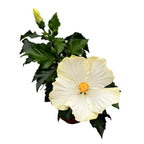 Hibiscus Fiori Grande San Remo 2 plante/ghiveci