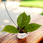 Hoya callistophylla D6