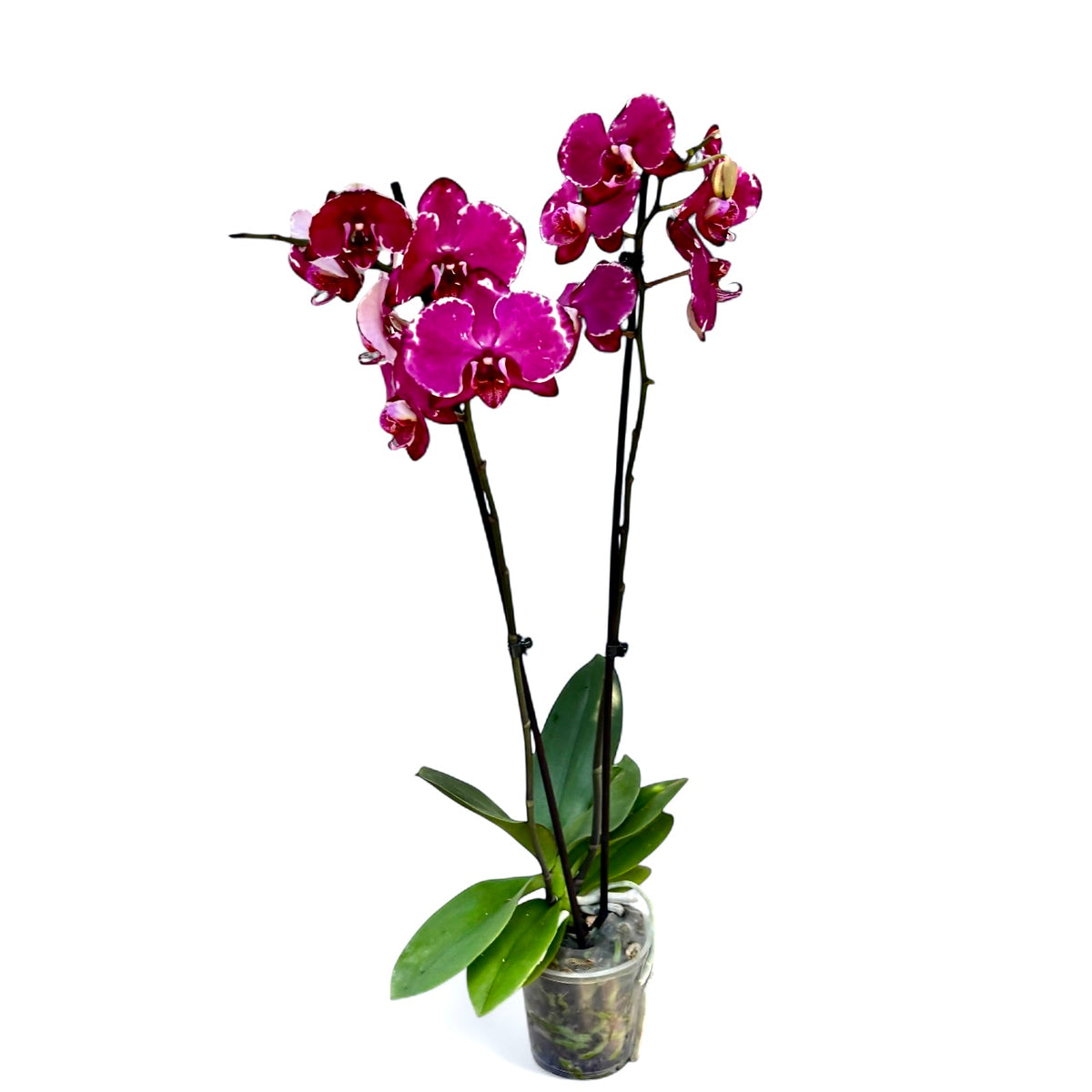 Phalaenopsis Malwina