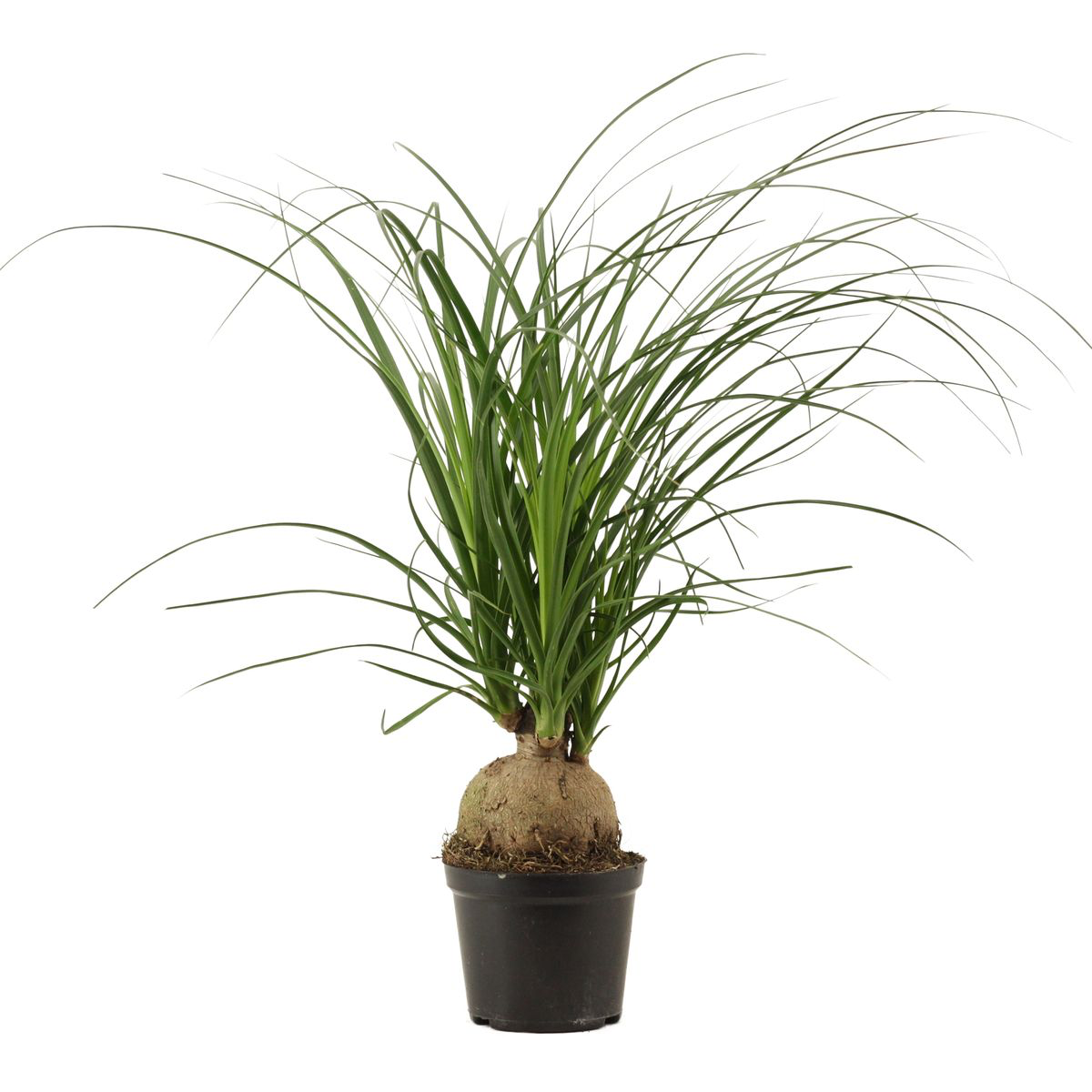 Nolina (Beaucarnea recurvata) – with impressive caudex