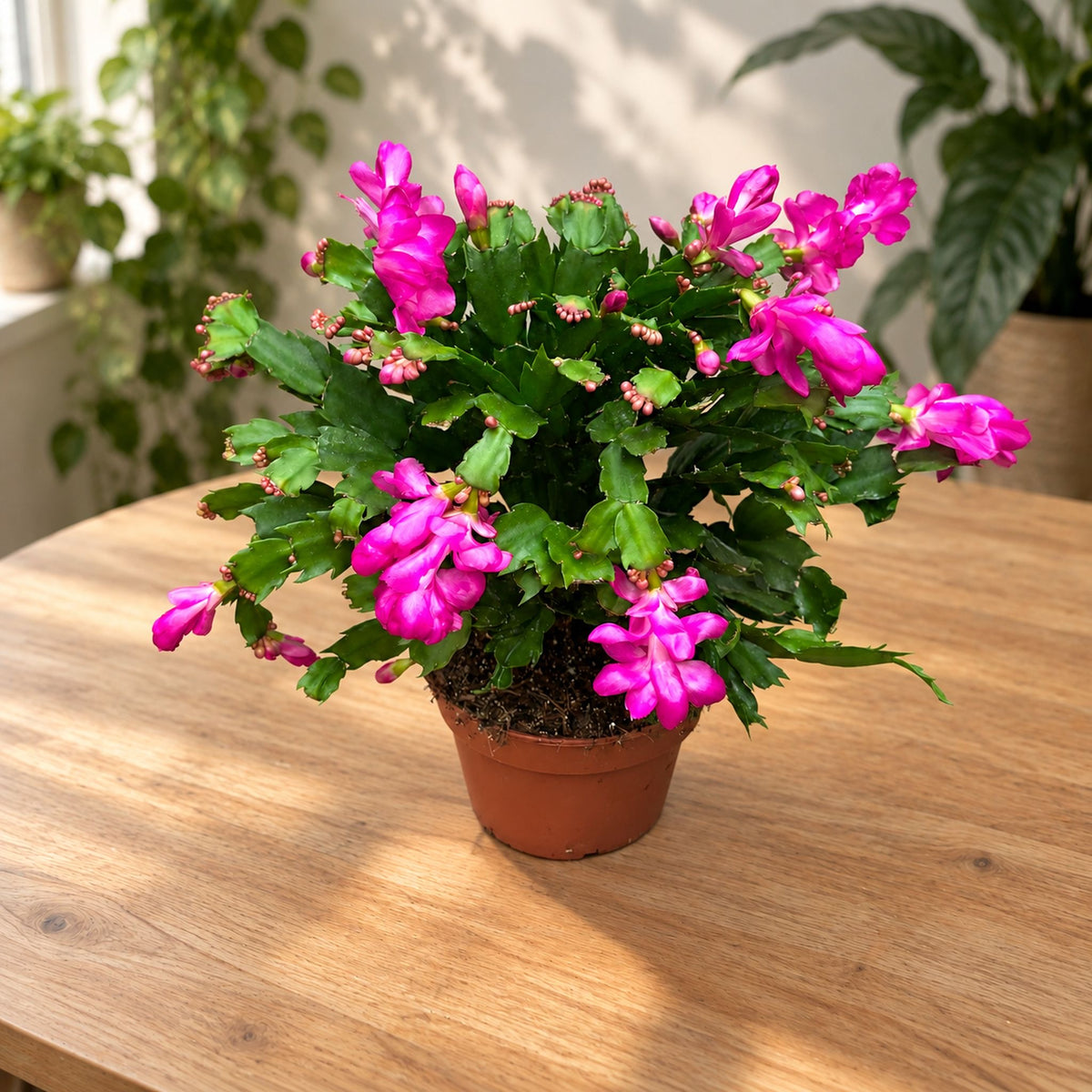 Schlumbergera Cyber Dancer (różowa grudnik) - egzemplarze XL