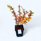 Berberis thunbergii var. atropurpurea (Dracilă, Japanese Barberry)