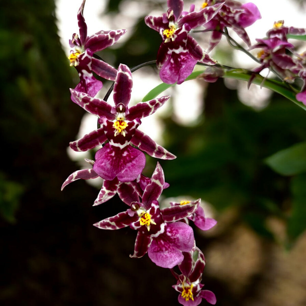 Oncidium (Cyrtocidium) Holm’s Wizard - purple - intens parfumat!