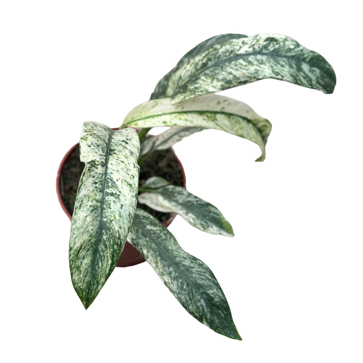 Rhaphidophora puberula 'Variegata' D12