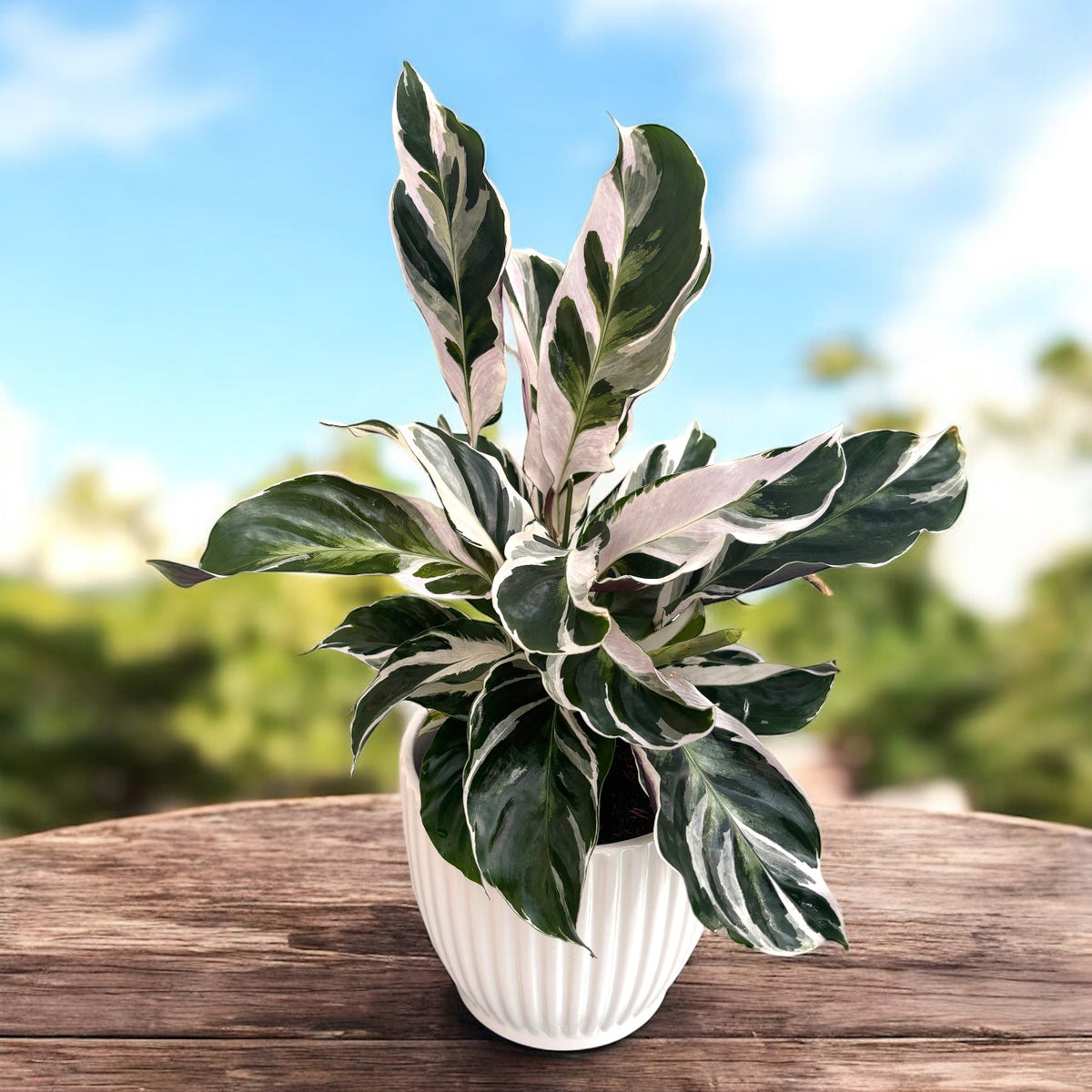 Calathea ‘White Fusion’ – premium decorative plant with white-green variegated foliage