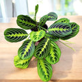 Maranta leuconeura ‘Lemon Lime’ - Prayer plant with neon green foliage