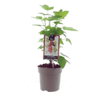 Coacaz rosu - Ribes rubrum 'Jonkheer van Tets'