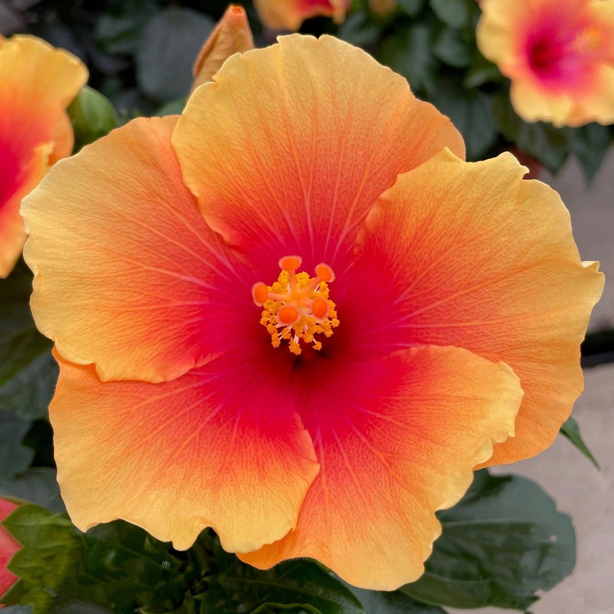 Hibiscus rosa-sinensis 'Apollo Sunrise' - hibiscus tropical cu flori galben-aurii si centru rosu