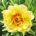 Paeonia itoh 'Bartzella' - polokrovitý žltý pivonka s dvojitými kvetmi