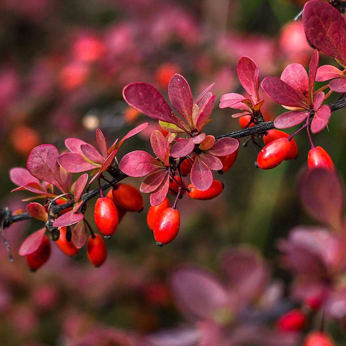 Berberis thunbergii var. atropurpurea (Dracilă, Japanese Barberry Atropurpurea)