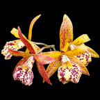Brassocattleya Rustic Spots 'H&R' fragrant