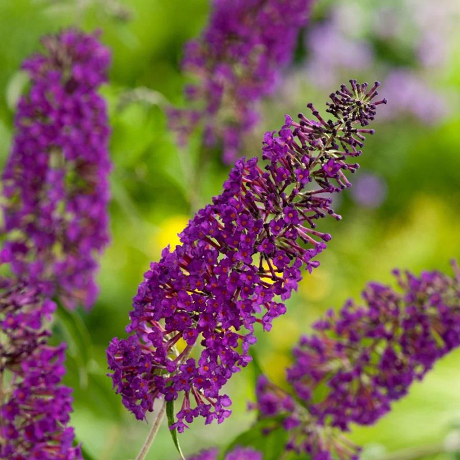Lilas d'été - Buddleja davidii 'Black Knight'