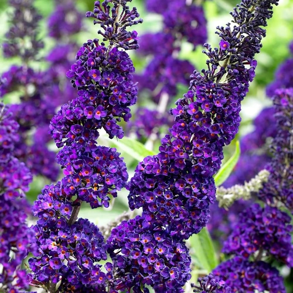 Liliac de vara - Buddleja davidii 'Black Knight'
