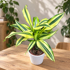 Dracaena fragrans 'Yellow Coast' - Dragon tree cu frunze variegate