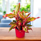 Aglaonema 'Crete Flame' (Red Fire)