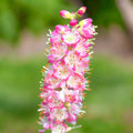 Clethra alnifolia ‘Ruby Spice’ - arbust parfumat cu flori roz-intens