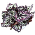 Begonia Fireworks