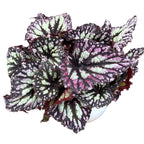 Begonia Fireworks