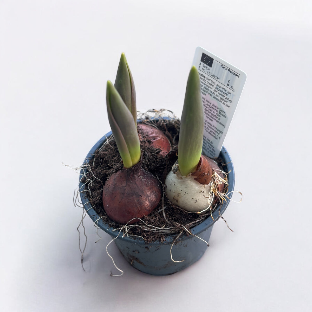 Bulbi de lalele in ghiveci (Tulipa Van Eijk)