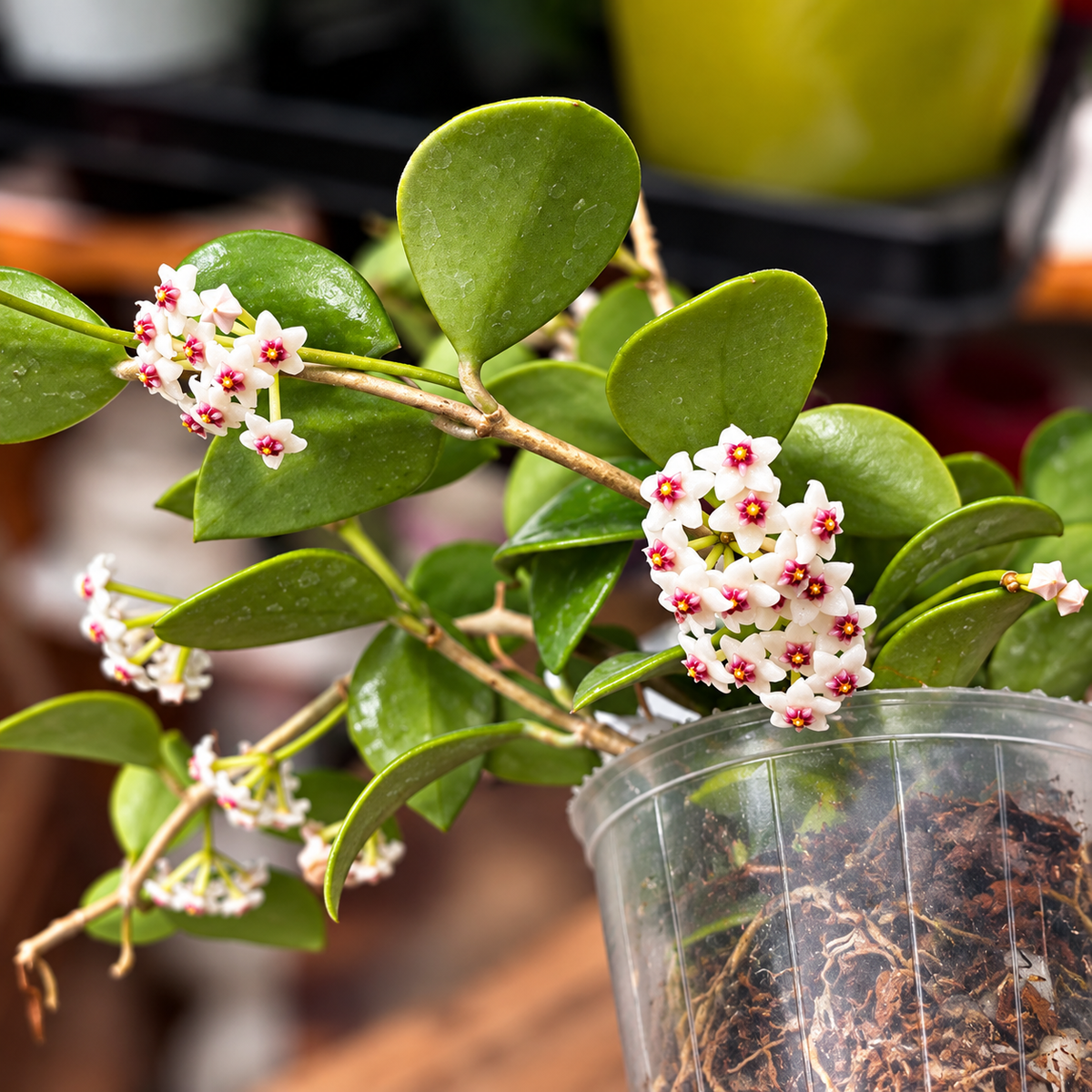 Hoya nummularioides (flori parfumate) - exemplare dezvoltate
