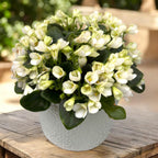 Saintpaulia ‘White Trumpet’ - special violets