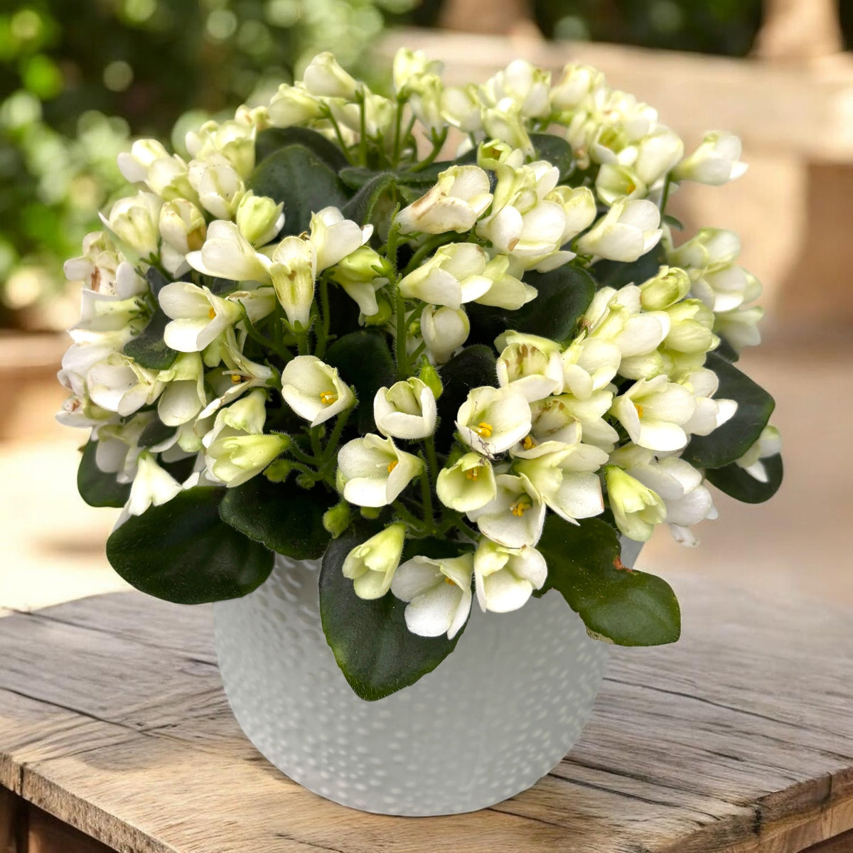 Saintpaulia ‘White Trumpet’ - special violets