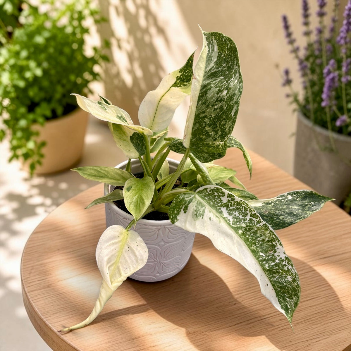 Philodendron Jose Buono (strong variegation) - lush specimens