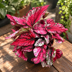 Begonia 'Maui Sunset'