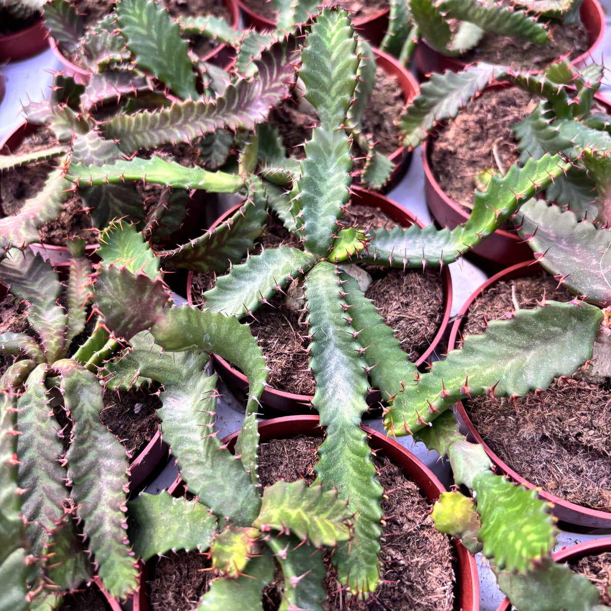 Euphorbia stellata (caudex) D9