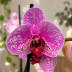 Phalaenopsis 'New Wave’