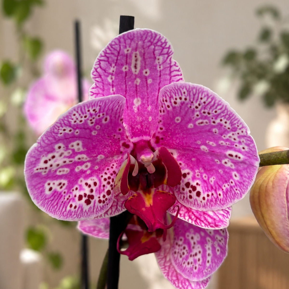 Phalaenopsis 'New Wave’
