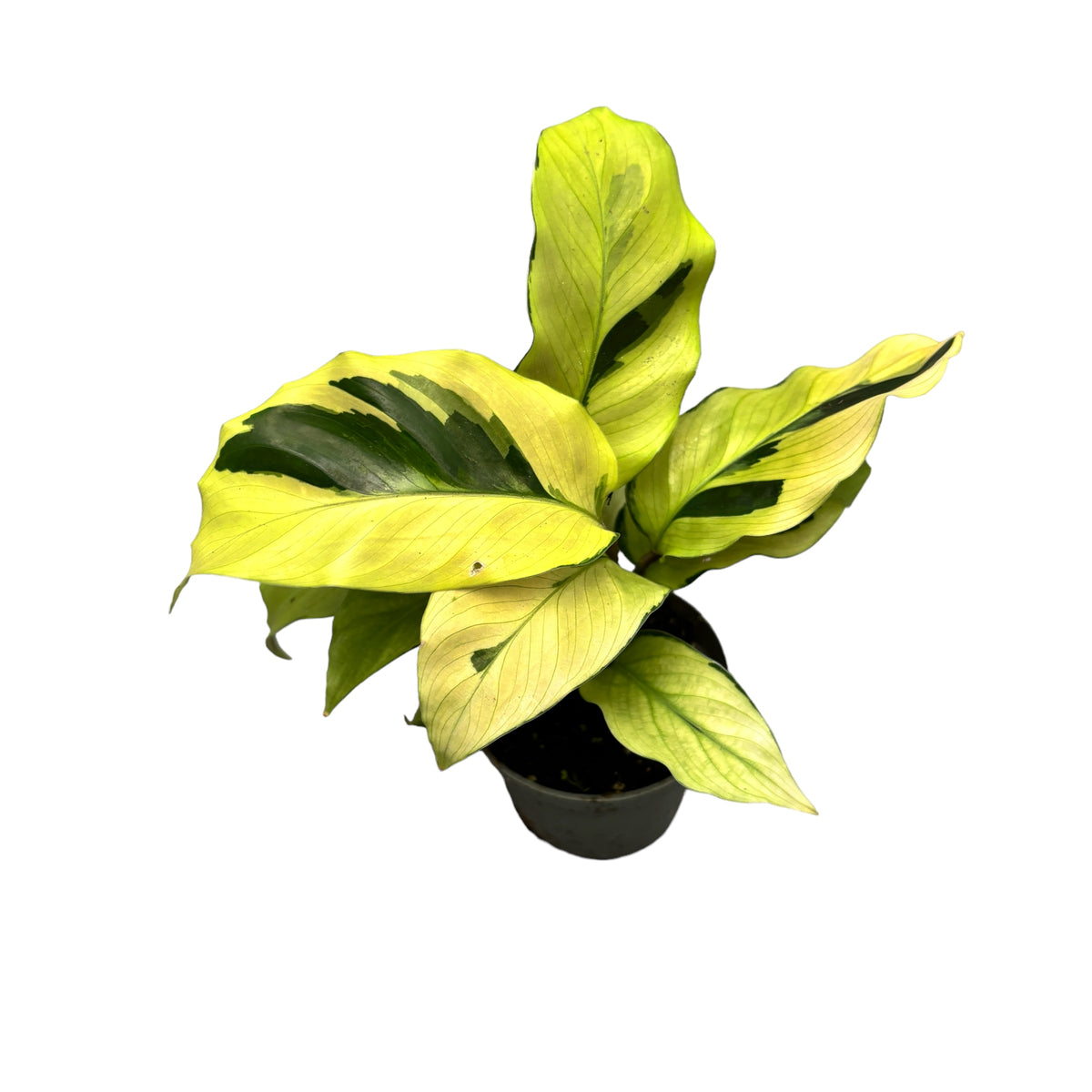 Calathea 'Yellow Fusion’ (babyplant)